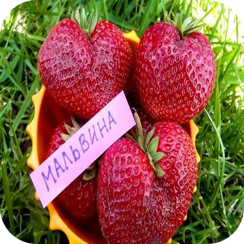 Клубника "Мальвина" Клубника "Мальвина"