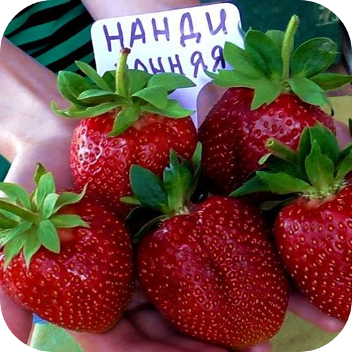 Клубника "Нанди" Клубника "Нанди"