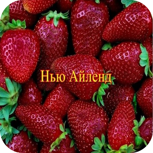 Клубника "Нью Айленд" Клубника "Нью Айленд"