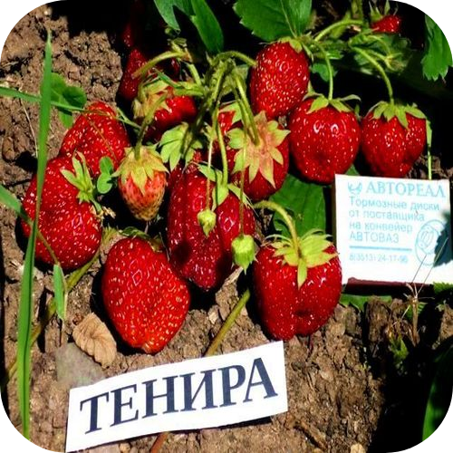 Клубника "Тенира" 
